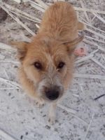 Лот: 6465639. Фото: 2. собака Ляля. Животные и уход