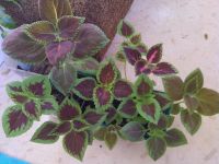 Лот: 5649627. Фото: 3. Колеус (12 штук). Растения и животные