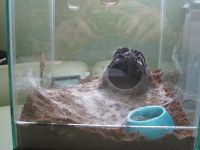 Лот: 3742488. Фото: 2. Grammostola pulchra + стеклянный... Животные и уход