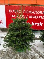 Лот: 15201714. Фото: 4. Пихта Ёлка Нордмана 150-175 см... Красноярск