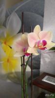 Лот: 8938645. Фото: 3. Орхидея фаленопсис БРОНЬ. Растения и животные