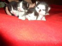 Лот: 2063344. Фото: 2. милые котята. Животные и уход