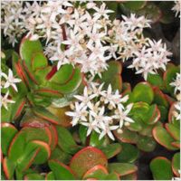 Лот: 10125491. Фото: 5. Крассула овальная (Crassula Ovata...