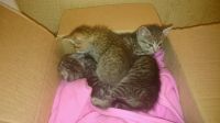 Лот: 8308131. Фото: 3. Котята бездомыши. Растения и животные