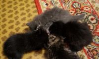 Лот: 8751547. Фото: 2. Подарю котяток. Животные и уход