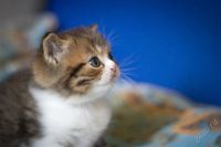 Лот: 2186139. Фото: 2. шотландские клубные котята. Животные и уход