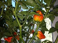 Лот: 12090842. Фото: 3. Плод Перца 7pot Chaguanas Red... Красноярск