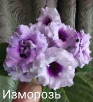 Лот: 10171232. Фото: 6. Глоксиния Изморозь (Е. Савелова...