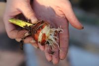 Лот: 3617091. Фото: 2. Тюльпаны к 8 МАРТА! Крупный и... Готовый бизнес