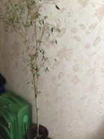 Лот: 11436624. Фото: 2. Фикус Бенджамина. Комнатные растения и уход