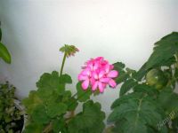 Лот: 1665151. Фото: 2. Герань (цветы насыщено розового... Комнатные растения и уход