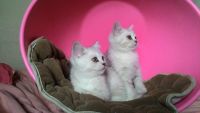 Лот: 7584450. Фото: 2. Британские котята, крупные мальчики. Животные и уход