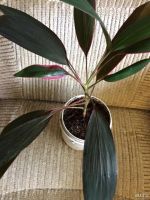 Лот: 9779538. Фото: 3. Кордилина 1. Растения и животные