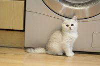 Лот: 11739425. Фото: 5. Британский котенок 2 мес - девочка2...