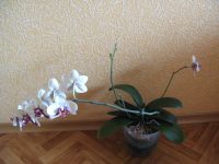 Лот: 15343630. Фото: 5. Продам орхидею (Начинает цветение...