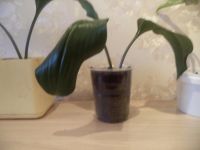 Лот: 10242426. Фото: 2. эухариус (лилия комнатный цветок... Комнатные растения и уход