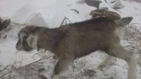 Лот: 8916518. Фото: 5. Комолый Альпо-чешский козлёнок