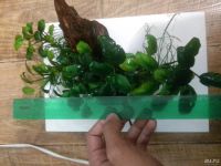 Лот: 8241312. Фото: 4. Анубиас пресноводное растение. Красноярск