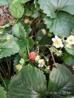 Лот: 14181331. Фото: 2. Виктория усы. Семена, рассада, садовые растения