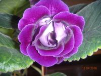 Лот: 7330421. Фото: 2. Глоксиния цветущая махровая. Цена... Комнатные растения и уход