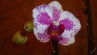 Лот: 5724087. Фото: 2. Орхидея фаленопсис (отцвела)Phal... Комнатные растения и уход