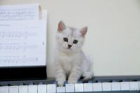 Лот: 8100450. Фото: 5. Продам британского котенка - мальчик...