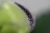 Лот: 3888340. Фото: 4. глоксиния синий крап (зацветает... Красноярск