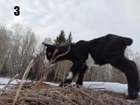 Лот: 6712849. Фото: 2. Козочки зааненнско-альпийские... Животные и уход