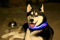 Лот: 7167953. Фото: 2. Светодиодный ошейник для собак... Животные и уход