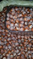 Лот: 6433569. Фото: 2. Фундук свежий из Туапсе. Продукты