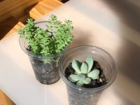 Лот: 20581866. Фото: 2. суккулент. Комнатные растения и уход