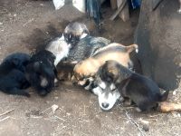 Лот: 18945903. Фото: 3. Умная Охотница ищет Дом. Растения и животные