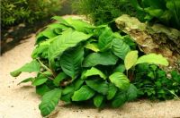 Лот: 15653070. Фото: 4. Анубиас Кофефолия (Anubias barteri... Красноярск