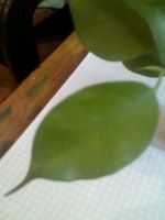 Лот: 11011462. Фото: 2. эстер фикус........... Комнатные растения и уход
