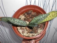 Лот: 1532663. Фото: 2. Paph. delenatii ? micranthum. Комнатные растения и уход