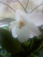 Лот: 18627904. Фото: 4. Сортовая фиалка " Белая Мадонна... Красноярск