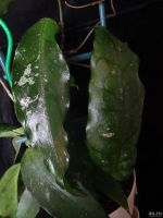 Лот: 18267886. Фото: 2. Хойя-Hoya sp. Lai Chan Forest. Комнатные растения и уход