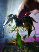 Лот: 20580659. Фото: 2. Криптокорина. Аквариумистика