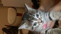 Лот: 12476898. Фото: 3. Отдам симпатичного котенка. Растения и животные