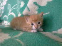 Лот: 2088349. Фото: 6. Отдам котят в хорошие руки!