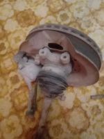 Лот: 17193686. Фото: 3. Привода в сборе Лада Приора. Авто, мото, водный транспорт