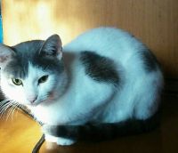 Лот: 10118575. Фото: 2. добрый ,ласковый,умный котик Георгий. Животные и уход