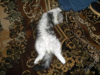 Лот: 431213. Фото: 2. Девочка Хайленд Фолд. Животные и уход