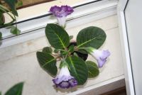 Лот: 4250305. Фото: 2. Глоксиния тигрина блу (с горшком... Комнатные растения и уход