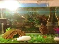 Лот: 17233833. Фото: 6. Черепаха Красноухая с аквариумом...