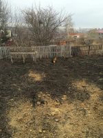 Лот: 7256302. Фото: 4. Петух