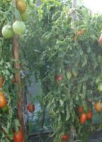 Лот: 5929727. Фото: 2. Помидоры из Минусинска (с огорода... Продукты