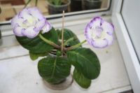 Лот: 4242611. Фото: 2. Глоксиния белая с голубой каймой... Комнатные растения и уход