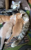 Лот: 13754248. Фото: 3. Рыжие котята. 7 недель. Самостоятельные... Растения и животные