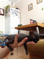 Лот: 3602490. Фото: 3. Котенок сфинкс. Растения и животные